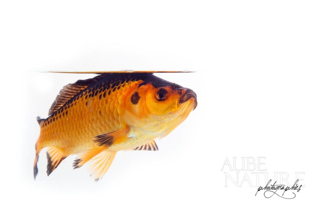 Poisson rouge appelé Carrassin doré en studio, en aquarium (France)