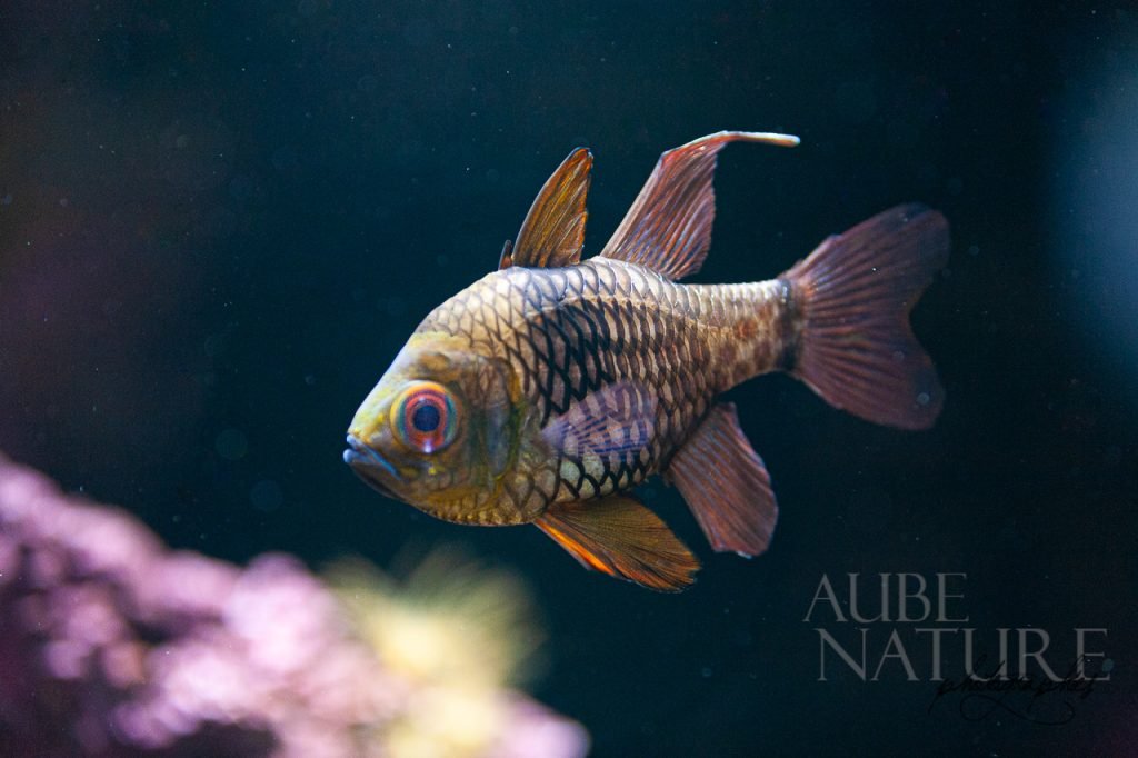 Poisson-cardinal de Banggai - Pterapogon kauderni