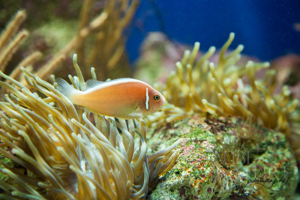 poisson-clown rosé - Amphiprion perideraion