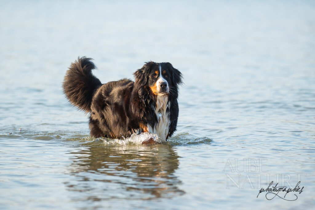 jeune chienne bouvier bernois marchant dans l'eau, de trois quart face