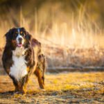 Choisir l'endroit pour photographier son chien