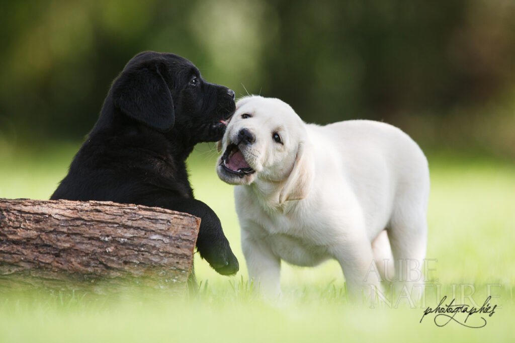 chiots labrador dans l'herbe (aube, france)