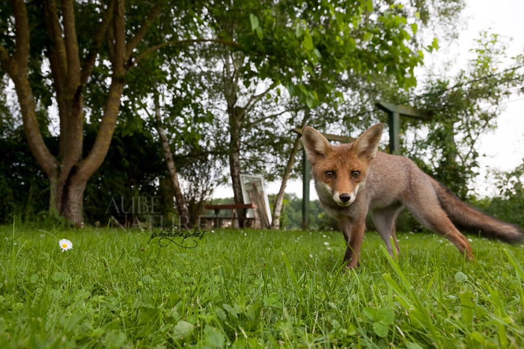 Le renard roux, ce mal aimé