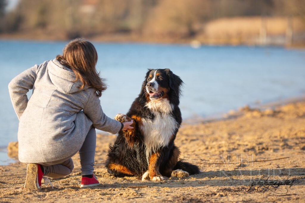 jeune chienne bouvier bernois assise sur une plage, donnant la patte à sa maîtresse