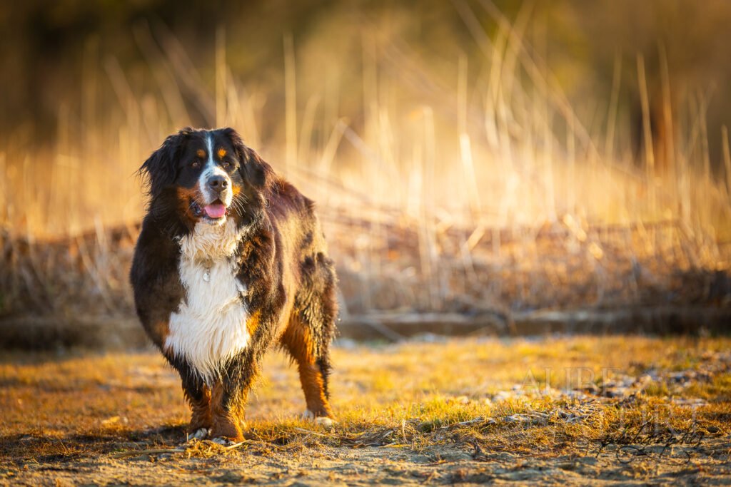 jeune chienne bouvier bernois debout de face sur une plage