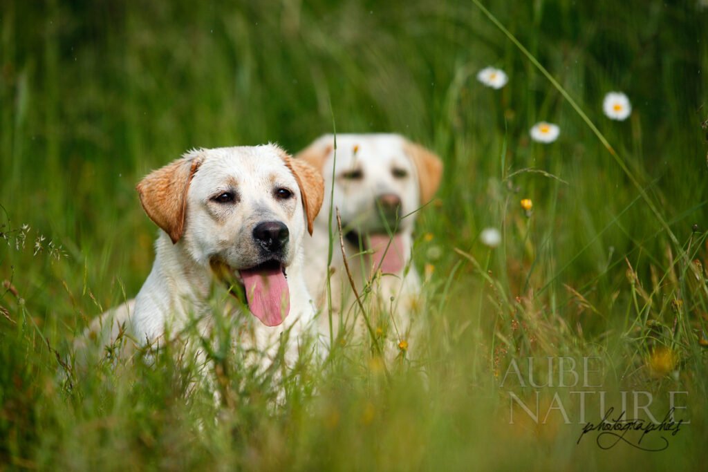 chiens labradors retriever couchés dans l'herbe (france)
