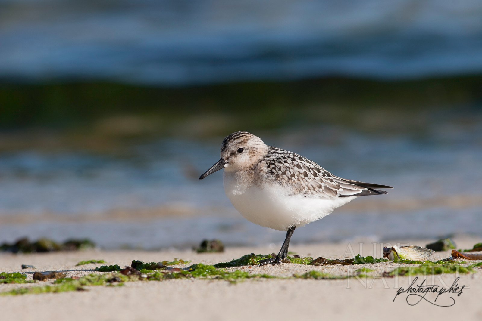 Ce bécasseau sanderling, photographié sur une plage des Côtes d'Armor, était bien coopératif !