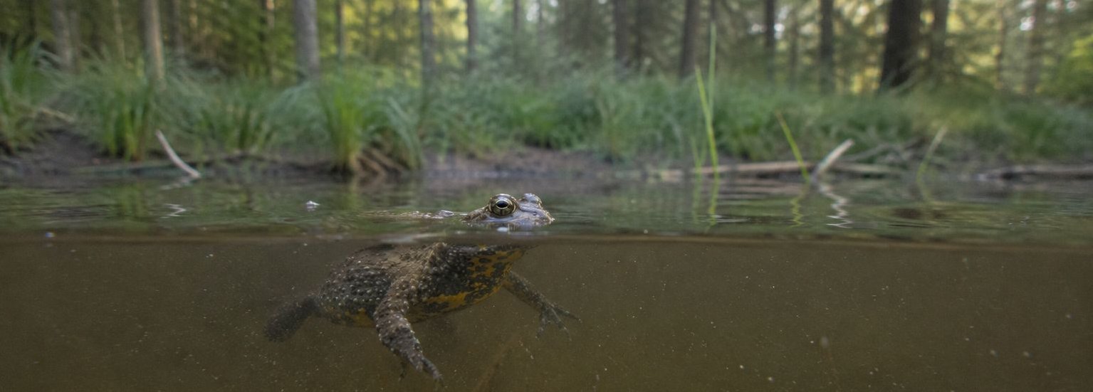 Crapaud sonneur à ventre jaune en mi eau mi air (Canon PowerShot G1X + caisson étanche ; photo retouchée)