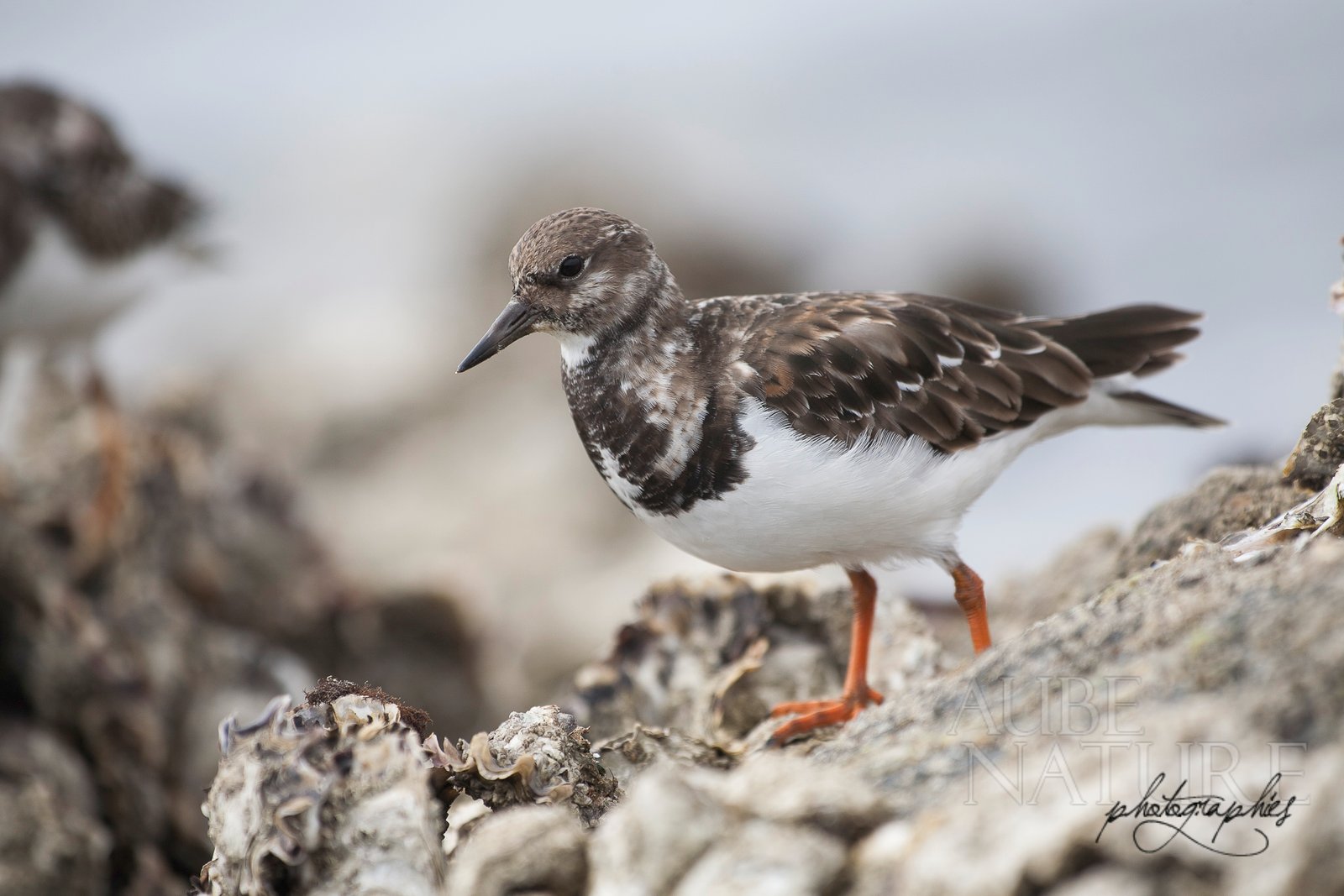 Cette photo de tournepierre à collier faillit me coûter très cher (je me suis retrouvé quasiment coincé par la marée dans les rochers, avec mon 500mm !!!)