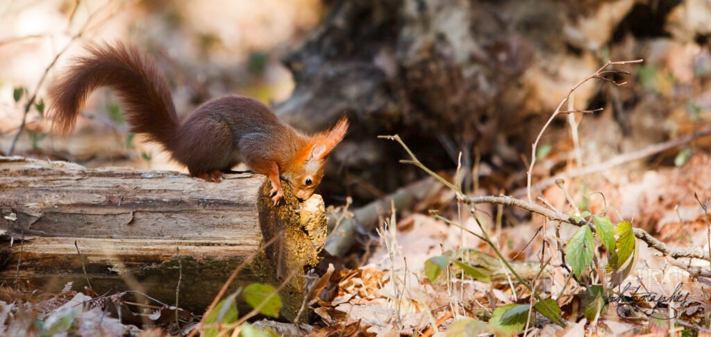 ecureuil mangeant des graines sur un tronc d'arbre mort