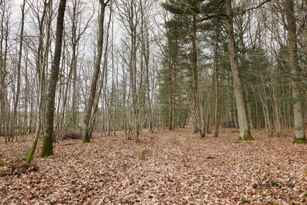 environnement idéal pour un affût